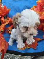 Honey, a female Poodle - Miniature  for sale in Tuscola, IL – 2 of 4