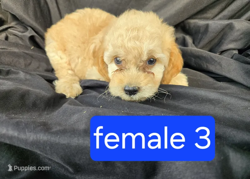 Honey – Miniature Goldendoodle puppy for sale in Tuscola, IL