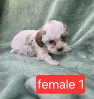 Nala, a female Poodle - Miniature  for sale in Tuscola, IL – 1 of 2
