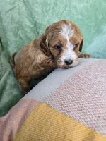 Leo, a male Miniature Goldendoodle for sale in Tuscola, IL – Photo 2 of 3