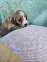 Leo, a male Miniature Goldendoodle for sale in Tuscola, IL – Photo 3 of 3