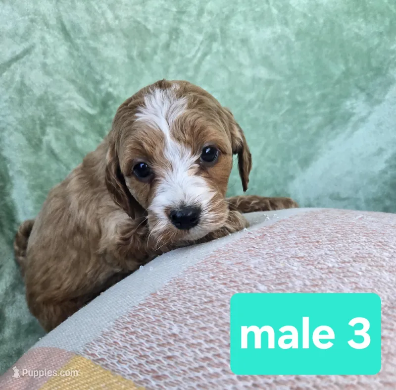 Leo – Miniature Goldendoodle puppy for sale in Tuscola, IL