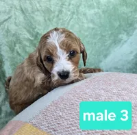 Leo, a male Miniature Goldendoodle for sale in Tuscola, IL – Photo 1 of 3