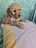 Rocky, a male Miniature Goldendoodle for sale in Tuscola, IL – Photo 2 of 3