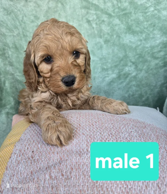 Rocky – Miniature Goldendoodle puppy for sale in Tuscola, IL