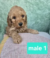Rocky, a male Miniature Goldendoodle for sale in Tuscola, IL – Photo 1 of 3