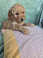Rocky, a male Miniature Goldendoodle for sale in Tuscola, IL – Photo 3 of 3
