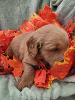 Murphy, a male Miniature Goldendoodle for sale in Tuscola, IL – 4 of 4