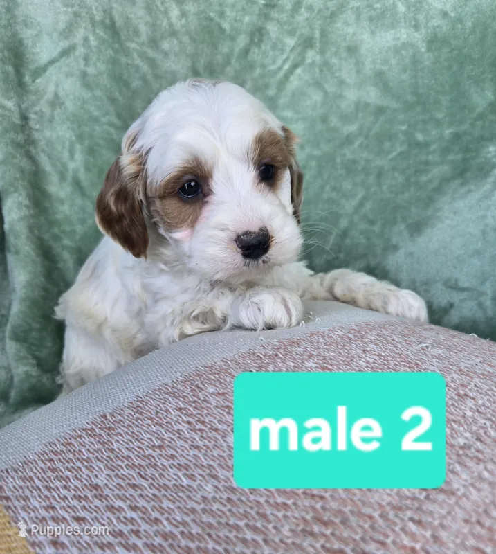 Jack , a male Miniature Goldendoodle for sale in Tuscola, IL – Photo 1 of 1