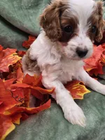 Spot, a male Cavapoo for sale in Tuscola, IL – 2 of 3