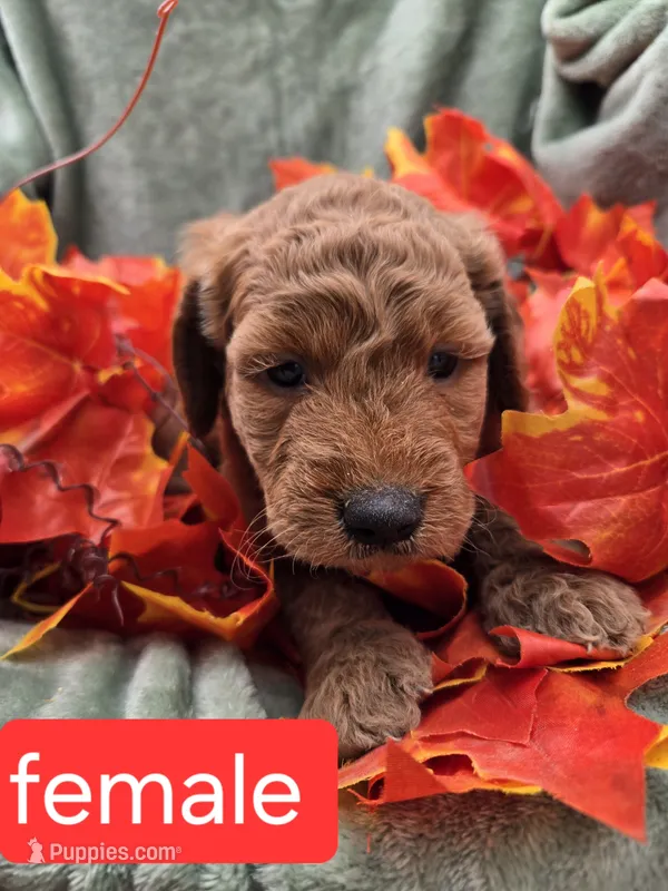 Sandy – Miniature Goldendoodle puppy for sale in Tuscola, IL