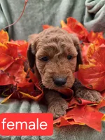 Sandy, a female Miniature Goldendoodle for sale in Tuscola, IL – 1 of 3