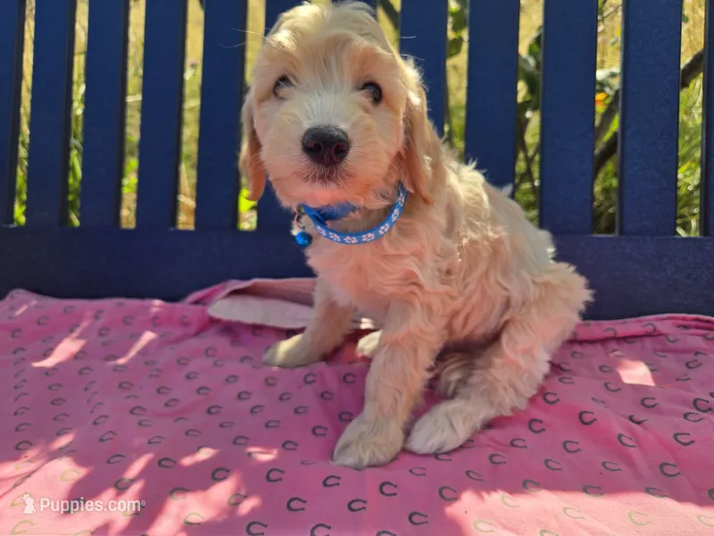 Hunter – Miniature Goldendoodle puppy for sale in Tuscola, IL