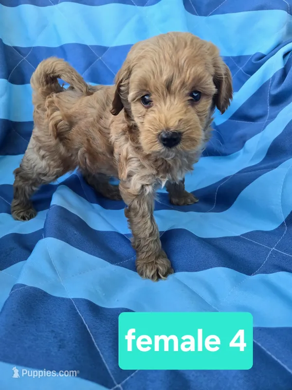 goldie – Miniature Goldendoodle puppy for sale in Tuscola, IL