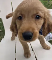 Buddy, a male Golden Retriever for sale in Tuscola, IL – 3 of 3