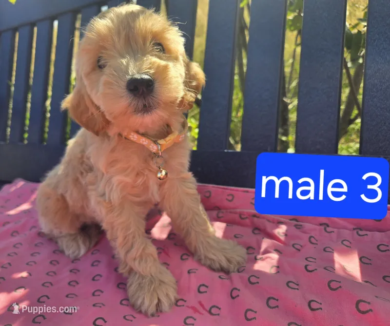Ollie – Miniature Goldendoodle puppy for sale in Tuscola, IL