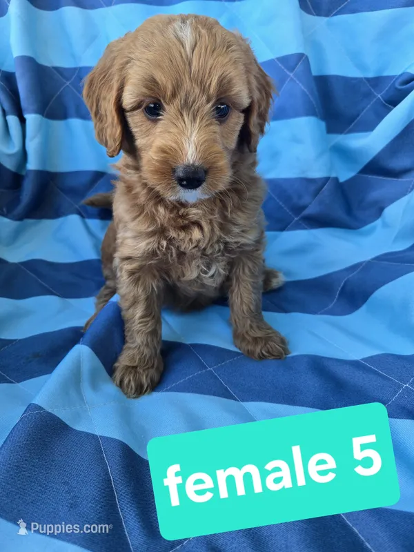 bella – Miniature Goldendoodle puppy on hold in Tuscola, IL