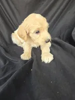 Hunter, a male Miniature Goldendoodle for sale in Tuscola, IL – 2 of 3