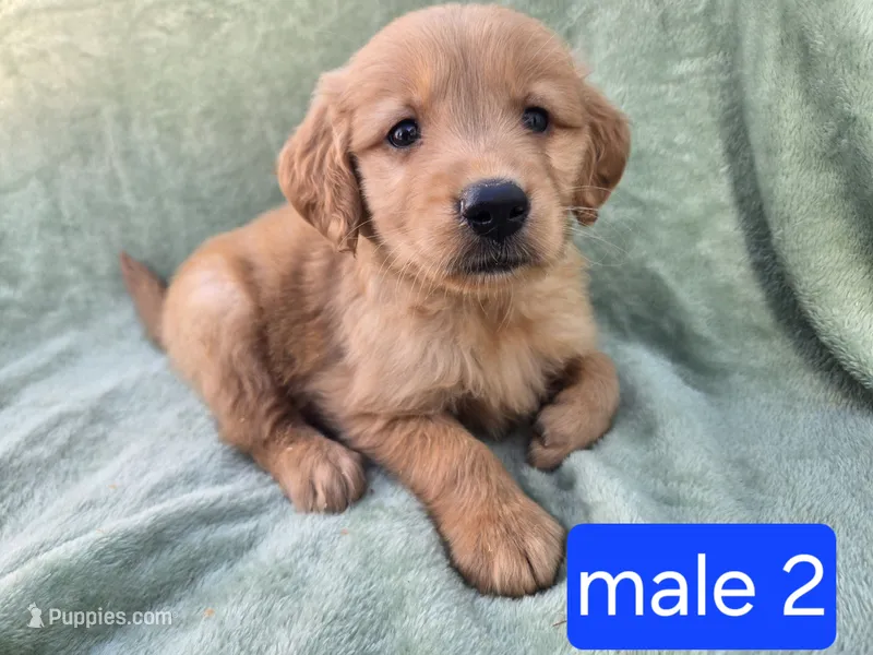 Teddy – Golden Retriever puppy for sale in Tuscola, IL