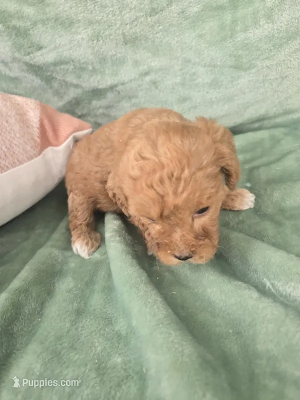 Pip – Miniature Goldendoodle puppy for sale in Tuscola, IL