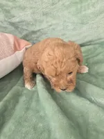 Pip, a female Miniature Goldendoodle for sale in Tuscola, IL – 1 of 4