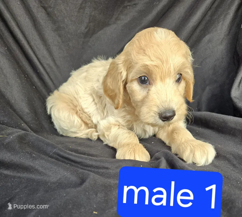 Hunter – Miniature Goldendoodle puppy for sale in Tuscola, IL