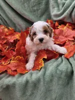 Nola, a female Cavapoo for sale in Tuscola, IL – 2 of 3