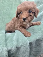 Simon, a male Poodle - Miniature  for sale in Tuscola, IL – 3 of 3