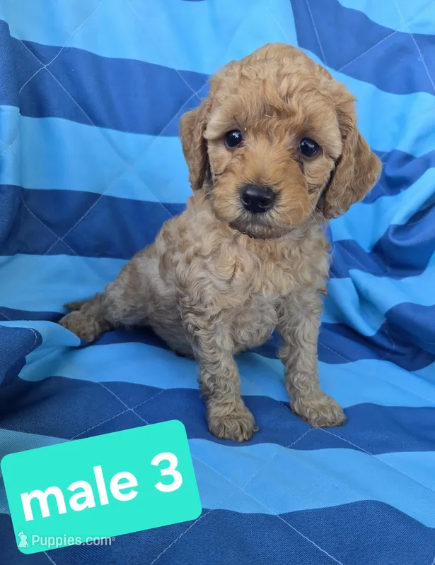 chance – Miniature Goldendoodle puppy for sale in Tuscola, IL