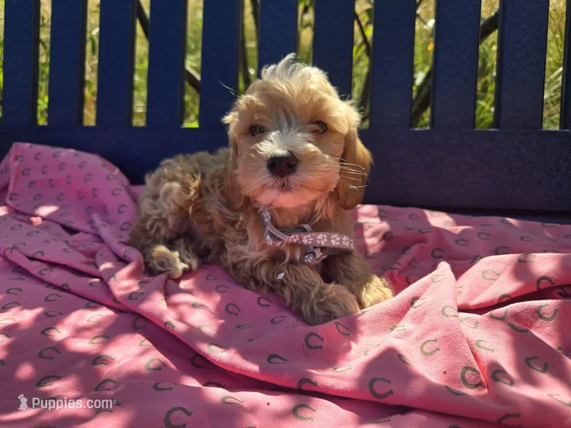 Winston – Miniature Goldendoodle puppy for sale in Tuscola, IL