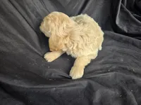 Hunter, a male Miniature Goldendoodle for sale in Tuscola, IL – 3 of 3