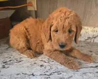 Sandy, a female Miniature Goldendoodle for sale in Tuscola, IL – 2 of 3