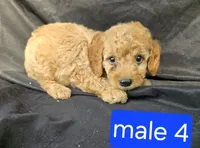 Rufus, a male Miniature Goldendoodle for sale in Tuscola, IL – 1 of 3