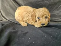 Rufus, a male Miniature Goldendoodle for sale in Tuscola, IL – 2 of 3