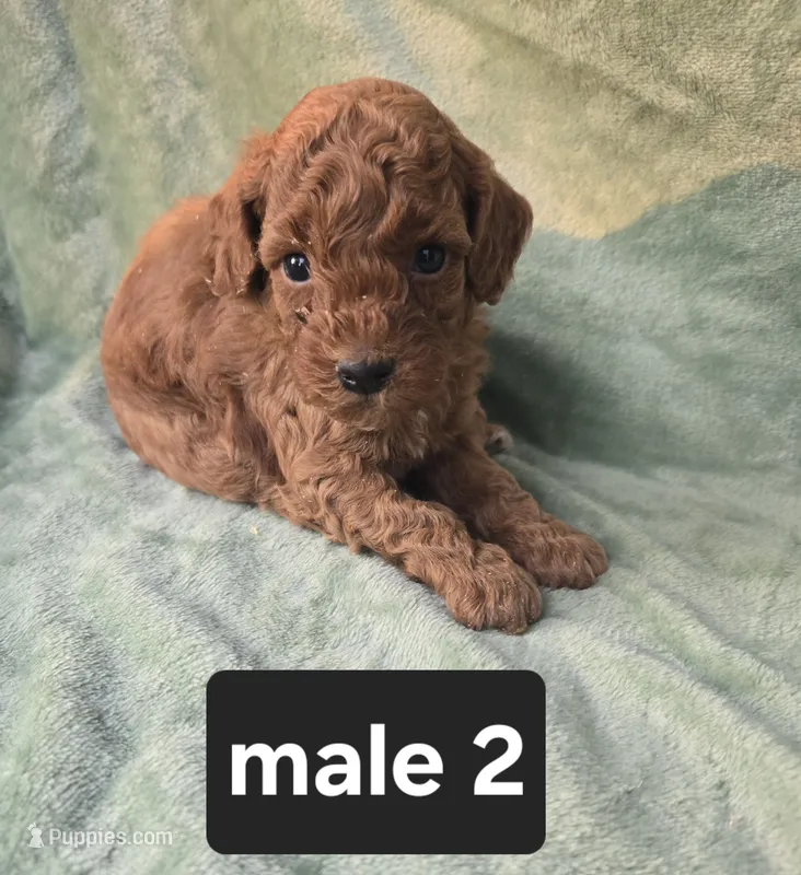 Bean – Poodle - Miniature  puppy for sale in Tuscola, IL