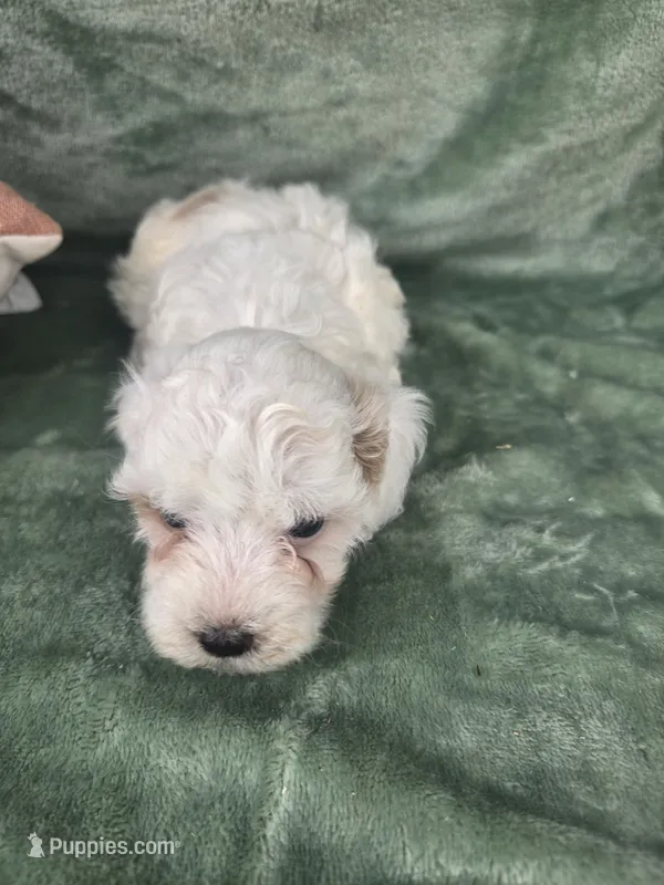 Sugar – Poodle - Miniature  puppy for sale in Tuscola, IL