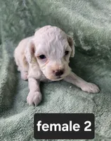 Sugar, a female Poodle - Miniature  for sale in Tuscola, IL – 1 of 1
