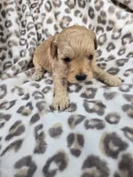 Teddy, a male Miniature Goldendoodle for sale in Tuscola, IL – 2 of 4