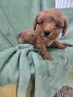 Max, a male Poodle - Miniature  for sale in Tuscola, IL – 1 of 3
