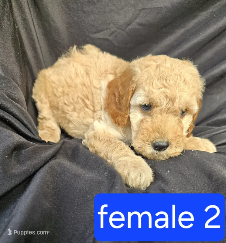 Coco – Miniature Goldendoodle puppy for sale in Tuscola, IL