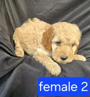 Coco, a female Miniature Goldendoodle for sale in Tuscola, IL – 1 of 3