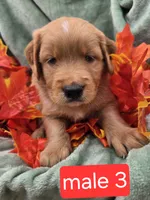Hank, a male Miniature Goldendoodle for sale in Tuscola, IL – 2 of 4