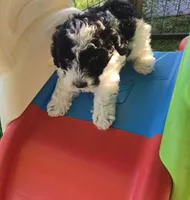 Amber, a female Poodle - Miniature  for sale in Tuscola, IL – 3 of 5