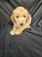 Murphy, a male Miniature Goldendoodle for sale in Tuscola, IL – 2 of 3