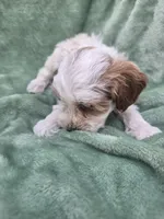 Dexter, a male Poodle - Miniature  for sale in Tuscola, IL – 2 of 3