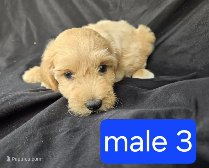 Ollie – Miniature Goldendoodle puppy for sale in Tuscola, IL