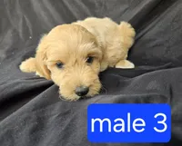 Ollie, a male Miniature Goldendoodle for sale in Tuscola, IL – 1 of 3