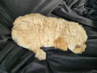 Honey, a female Miniature Goldendoodle for sale in Tuscola, IL – 3 of 3