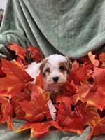 Nola, a female Cavapoo for sale in Tuscola, IL – 3 of 3
