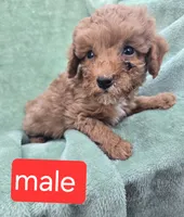 Frank, a male Poodle - Miniature  for sale in Tuscola, IL – 2 of 2